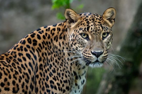 Tripwise 10-Day Nature & Wildlife Tour –Sri Lanka