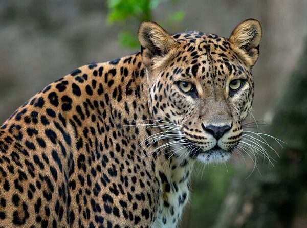 Tripwise 10-Day Nature & Wildlife Tour –Sri Lanka